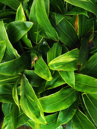 Close-up of green leaves