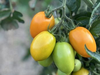 Close-up of tomatoes