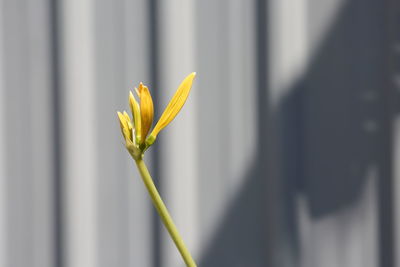 Close-up of yellow flower