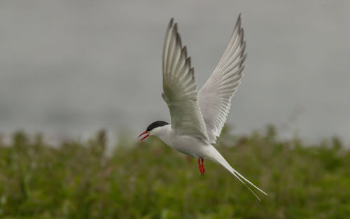 Bird flying in the sky