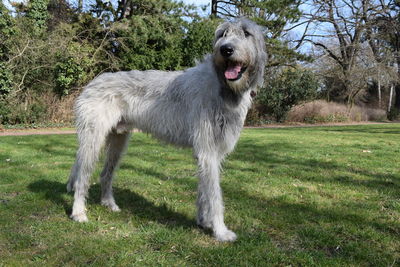 Dog standing in grass