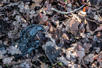 High angle view of dry leaves on land
