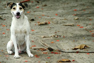 Portrait of dog sitting on field