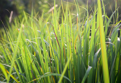 Close-up of crops growing on field