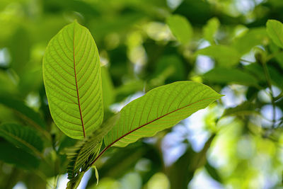 Close-up of green leaves