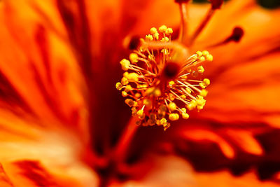 Close-up of yellow flower