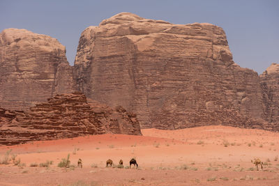 Desert landscape with camels, sand dunes and rocky sandstone cliffs. wadi rum, jordan