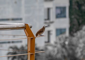 Close-up of bird perching on a building