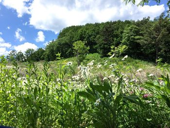 Plants growing on field against sky