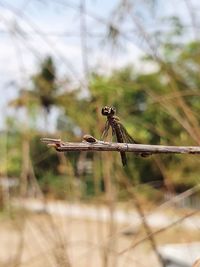 Bird perching on a fence