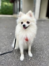 pet