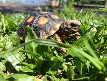 Close-up of turtle in grass