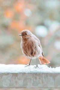 Bird perching on a wall