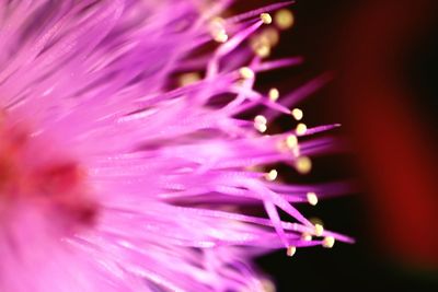 Close-up of wet pink flower