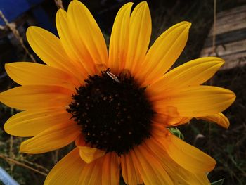 Close-up of yellow flower