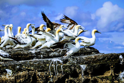 Close-up of seagulls perching on rock