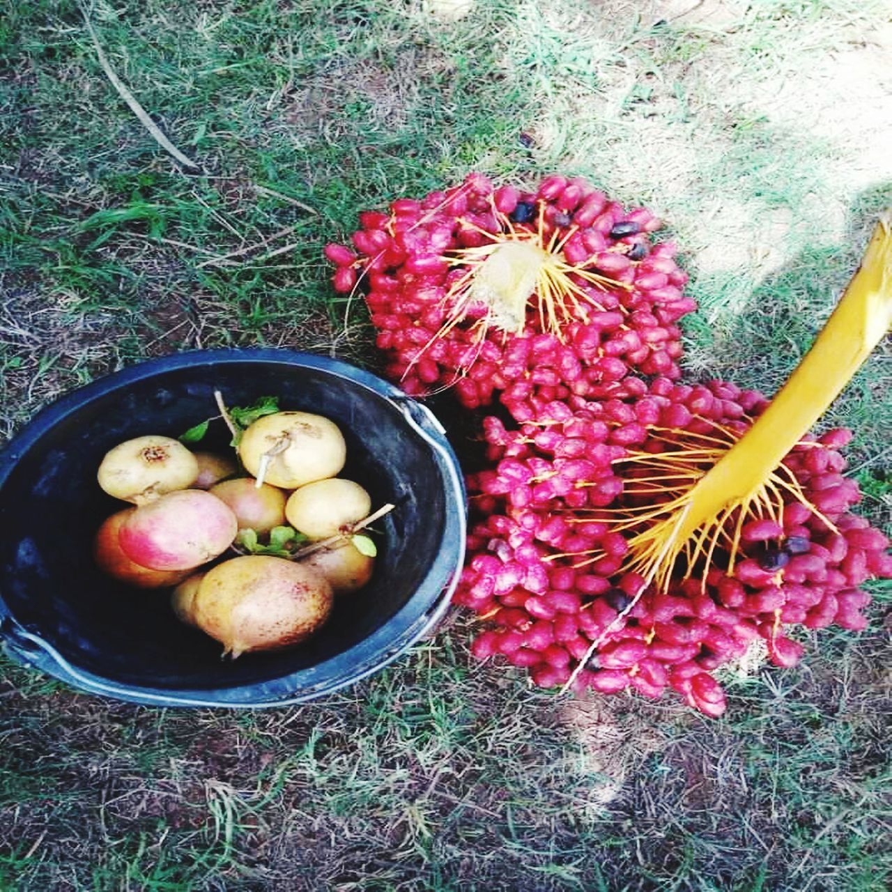 HIGH ANGLE VIEW OF FRUITS ON PLANT IN CONTAINER