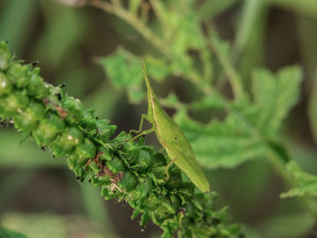 Close-up of insect on plant