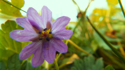 Close-up of flower blooming outdoors