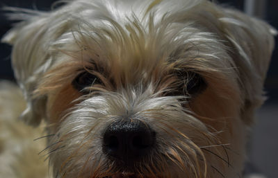 Close-up portrait of a dog