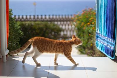 Side view of a cat walking