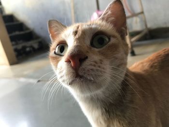 Close-up portrait of cat