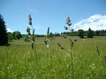 Scenic view of grassy field against cloudy sky