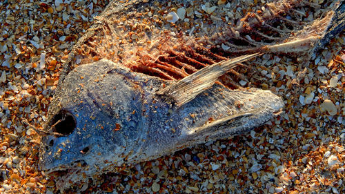 High angle view of fish on beach