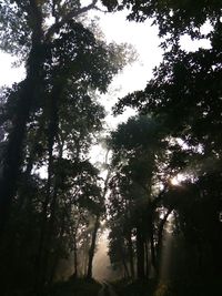 Low angle view of silhouette trees against sky