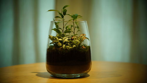 Close-up of potted plant on table