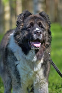 Portrait of a dog looking away