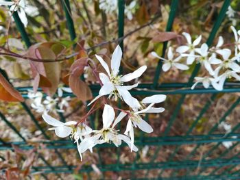 Close-up of flowers on branch