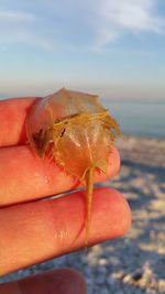 Close-up of hand holding crab at beach against sky