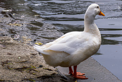 Close-up of seagull perching on lakeshore