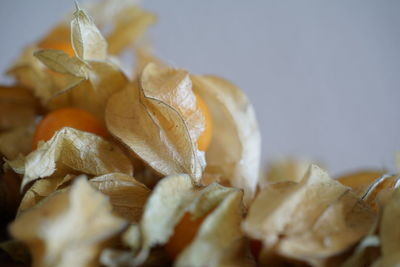 Close-up of served food in plate