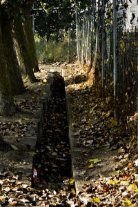 Trees in forest