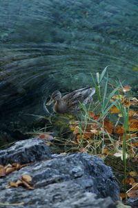 High angle view of bird on rock at lake