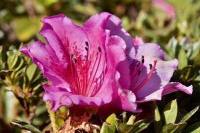 Close-up of pink flowering plant