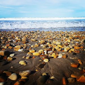 Close-up of leaves on beach against sky