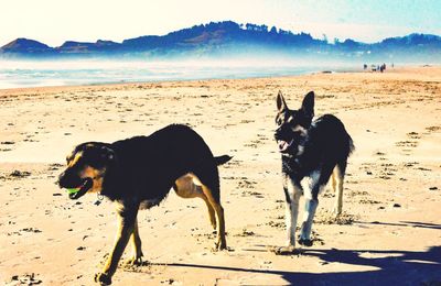 Dog on beach against sky