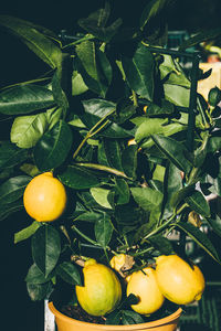 Close-up of fruits on plant