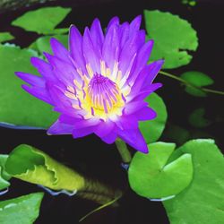 Close-up of water lily in pond