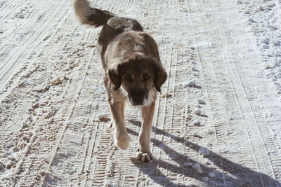 High angle view of dog looking away