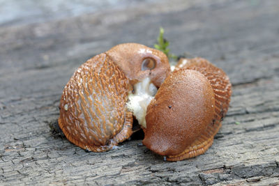 Close-up of snails on wood