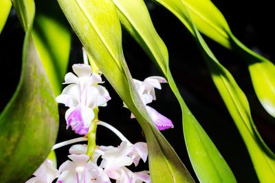 Close-up of purple flowering plant