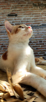 Close-up of a cat looking away