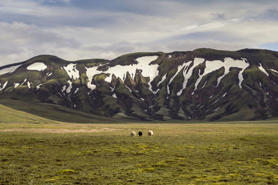Sheep on highland pasture landscape photo