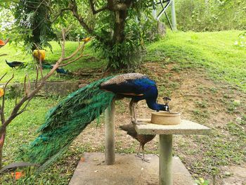 Close-up of peacock perching on tree