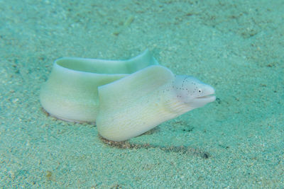 Close-up of fish in sea