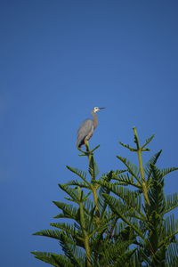 Low angle view of a bird against blue sky